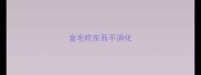 金毛吃东西不消化