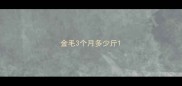 金毛3个月多少斤