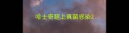 哈士奇腿上真菌感染