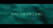 狗狗打完疫苗晚上发烧