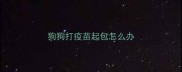 狗狗打疫苗起包怎么办