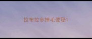 拉布拉多掉毛便秘
