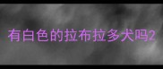 有白色的拉布拉多犬吗