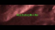 刚出生的比熊小狗