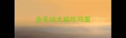 金毛幼犬能吃鸡蛋