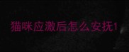 猫咪应激后怎么安抚