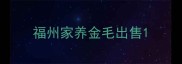 福州家养金毛出售