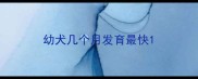 幼犬几个月发育最快