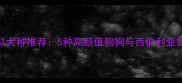 哈士奇相似犬种推荐5种高颜值狗狗与西伯利亚雪橇犬神似