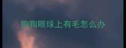 狗狗眼球上有毛怎么办