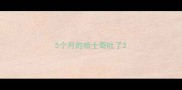 5个月的哈士奇吐了