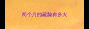 两个月的藏獒有多大