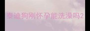 泰迪狗刚怀孕能洗澡吗