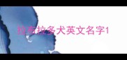拉布拉多犬英文名字