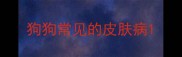 狗狗常见的皮肤病
