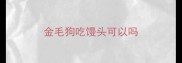 金毛狗吃馒头可以吗