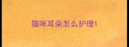 猫咪耳朵怎么护理