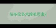 拉布拉多犬掉毛厉害
