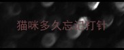 猫咪多久忘记打针