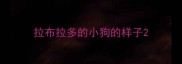 拉布拉多的小狗的样子