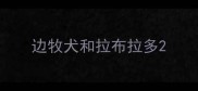 边牧犬和拉布拉多