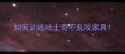 如何训练哈士奇不乱咬家具