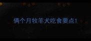 俩个月牧羊犬吃食要点