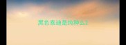 黑色泰迪是纯种么
