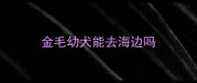 金毛幼犬能去海边吗