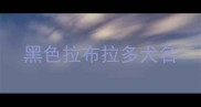 黑色拉布拉多犬名
