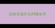 边牧牙齿什么时候长齐