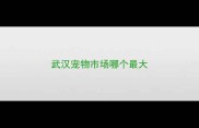武汉宠物市场哪个最大