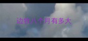 边牧八个月有多大