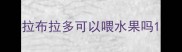 拉布拉多可以喂水果吗