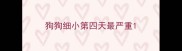 狗狗细小第四天最严重