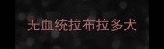 无血统拉布拉多犬