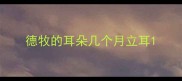 德牧的耳朵几个月立耳