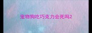 宠物狗吃巧克力会死吗