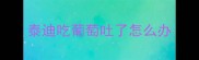 泰迪吃葡萄吐了怎么办