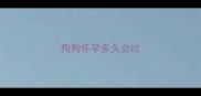狗狗怀孕多久会吐