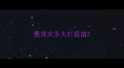 贵宾犬多大打疫苗