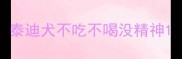 泰迪犬不吃不喝没精神