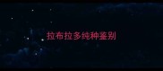 拉布拉多纯种鉴别