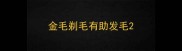 金毛剃毛有助发毛