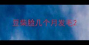 豆柴脸几个月发毛