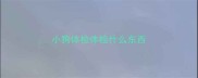 小狗体检体检什么东西