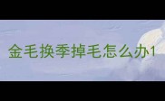 金毛换季掉毛怎么办