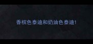 香槟色泰迪和奶油色泰迪