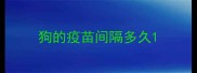 狗的疫苗间隔多久