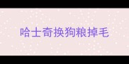 哈士奇换狗粮掉毛